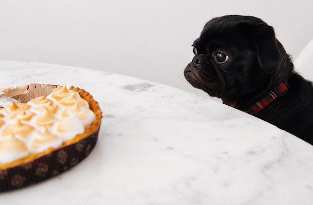 black pug staring at a pie