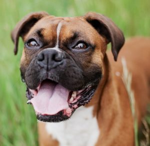 boxer dog standing in grass