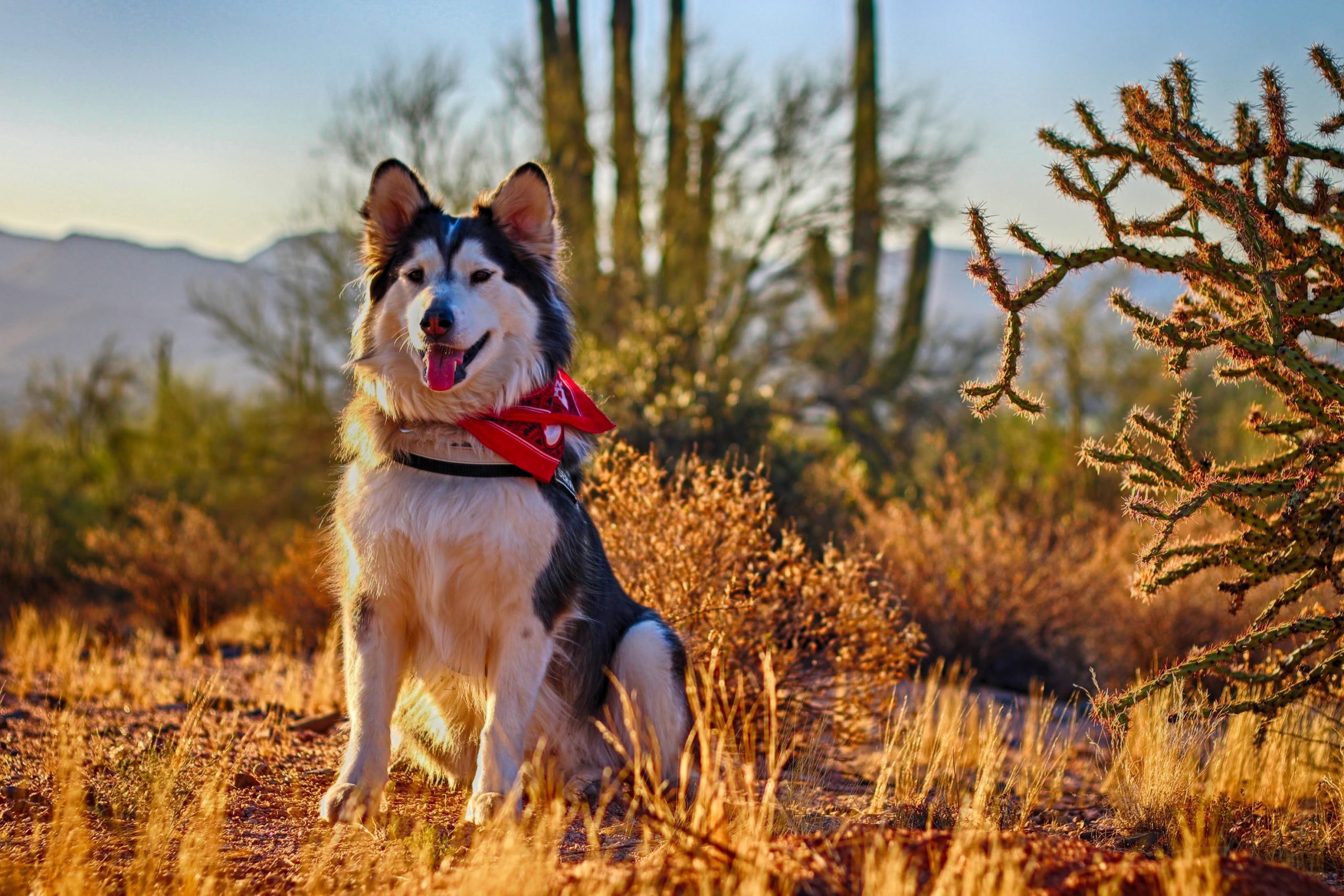 dog sitting in a desert scene