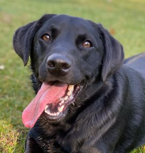 black labrador retriever sitting in grass