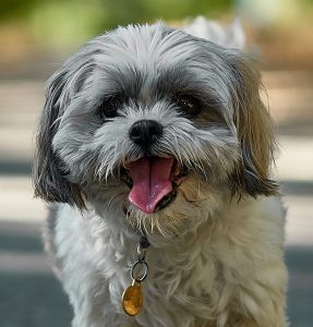 black and white shih-tzu