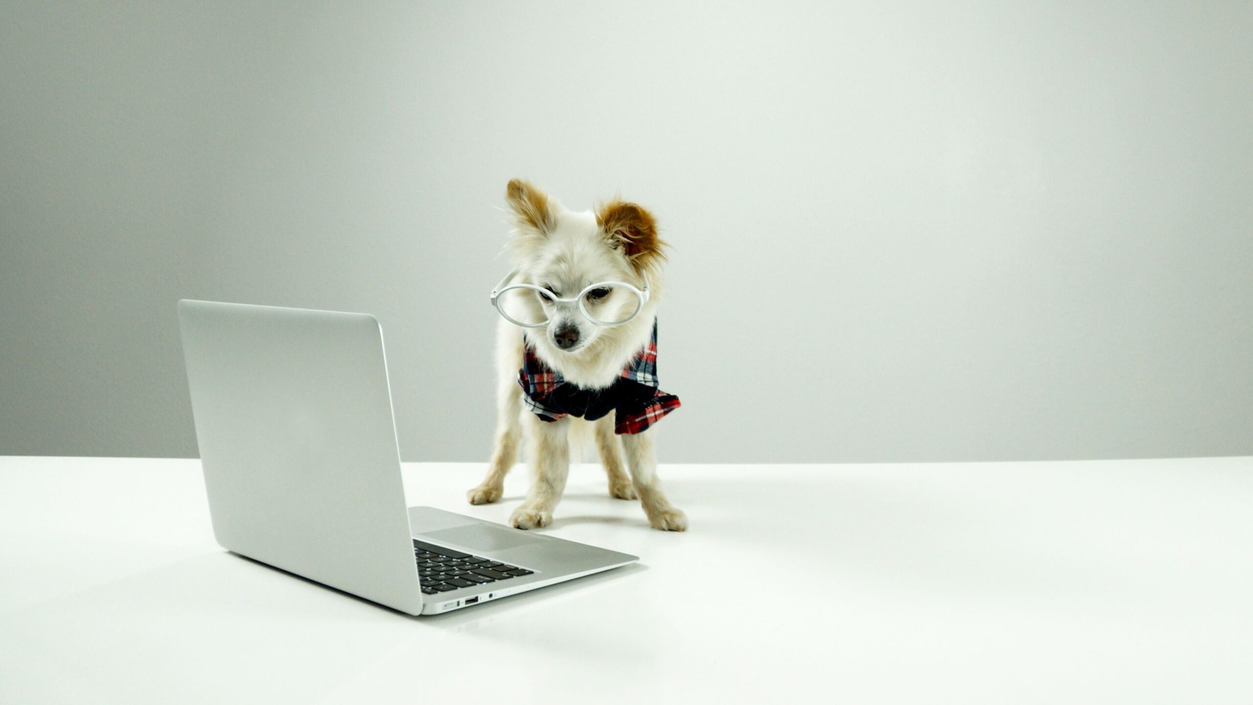 dog on a laptop