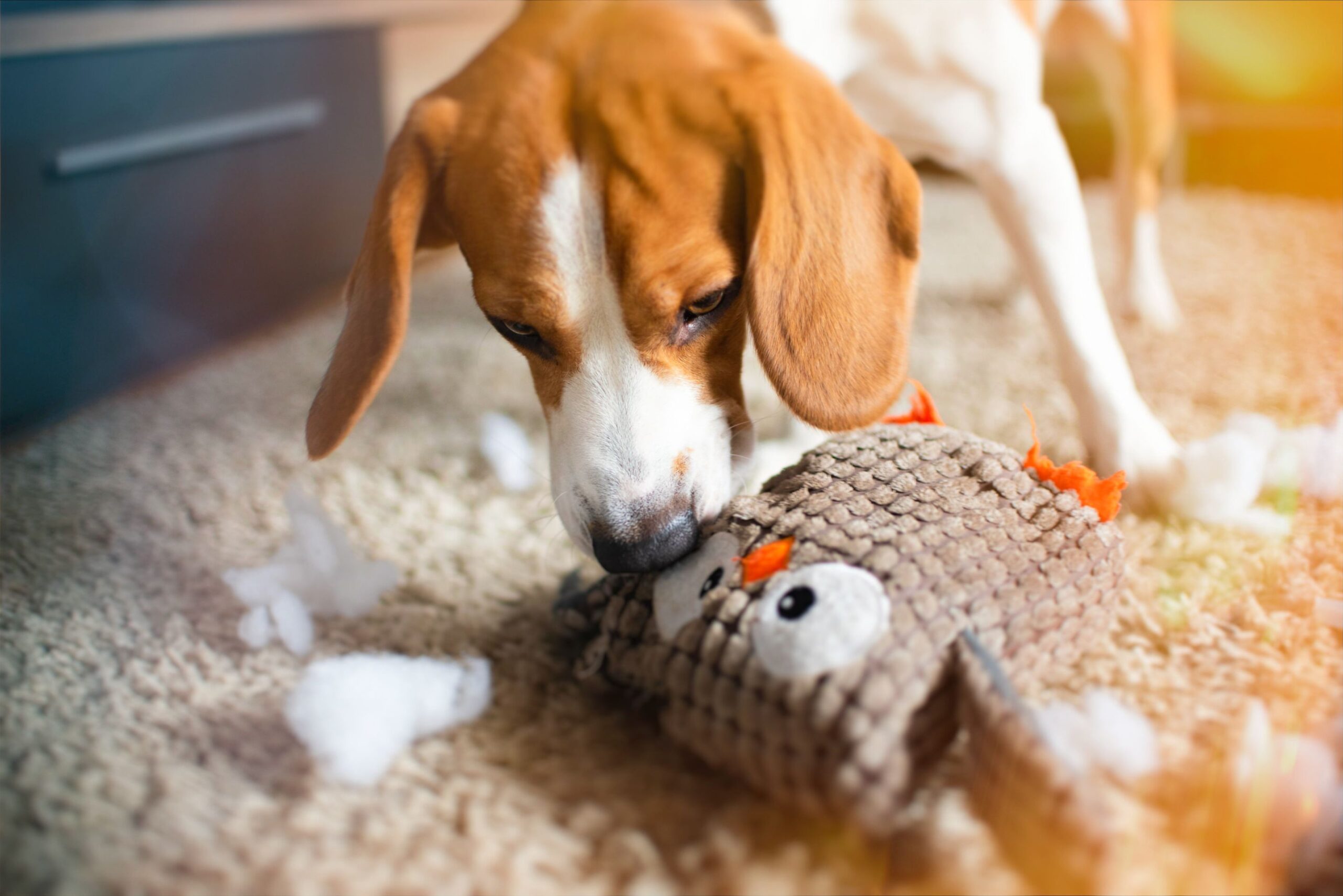 dog sniffing toy