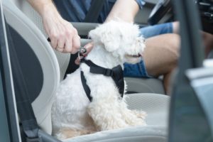 Plan Road Trip With Your Dog