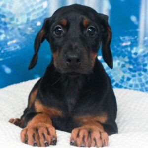 Doberman Pinscher - 47214