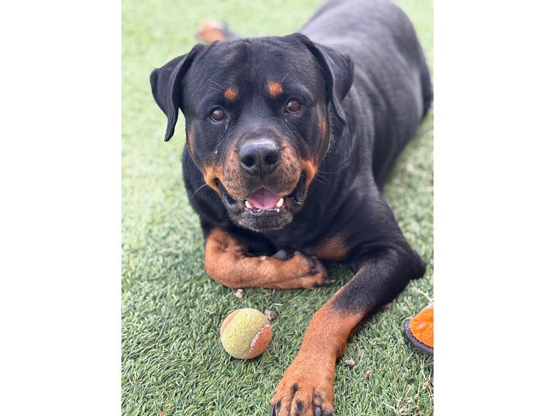 Rottweiler