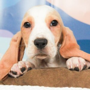 Basset Hound - 47367