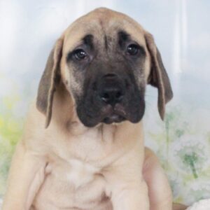 English Mastiff - 47474