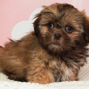 Shih Tzu - 47601