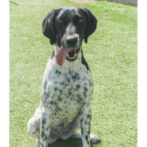 German Shorthair Pointer - 37810