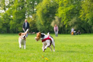 Group of beautiful funny beagle dogs playing outdoors at spring or summer park.