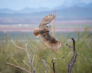 Great Horned Owl Winging through Desert Sky