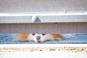 A small dog looks out from under the locked gate into the street and barks at passers-by. A little guard dog. Cute Spitz.