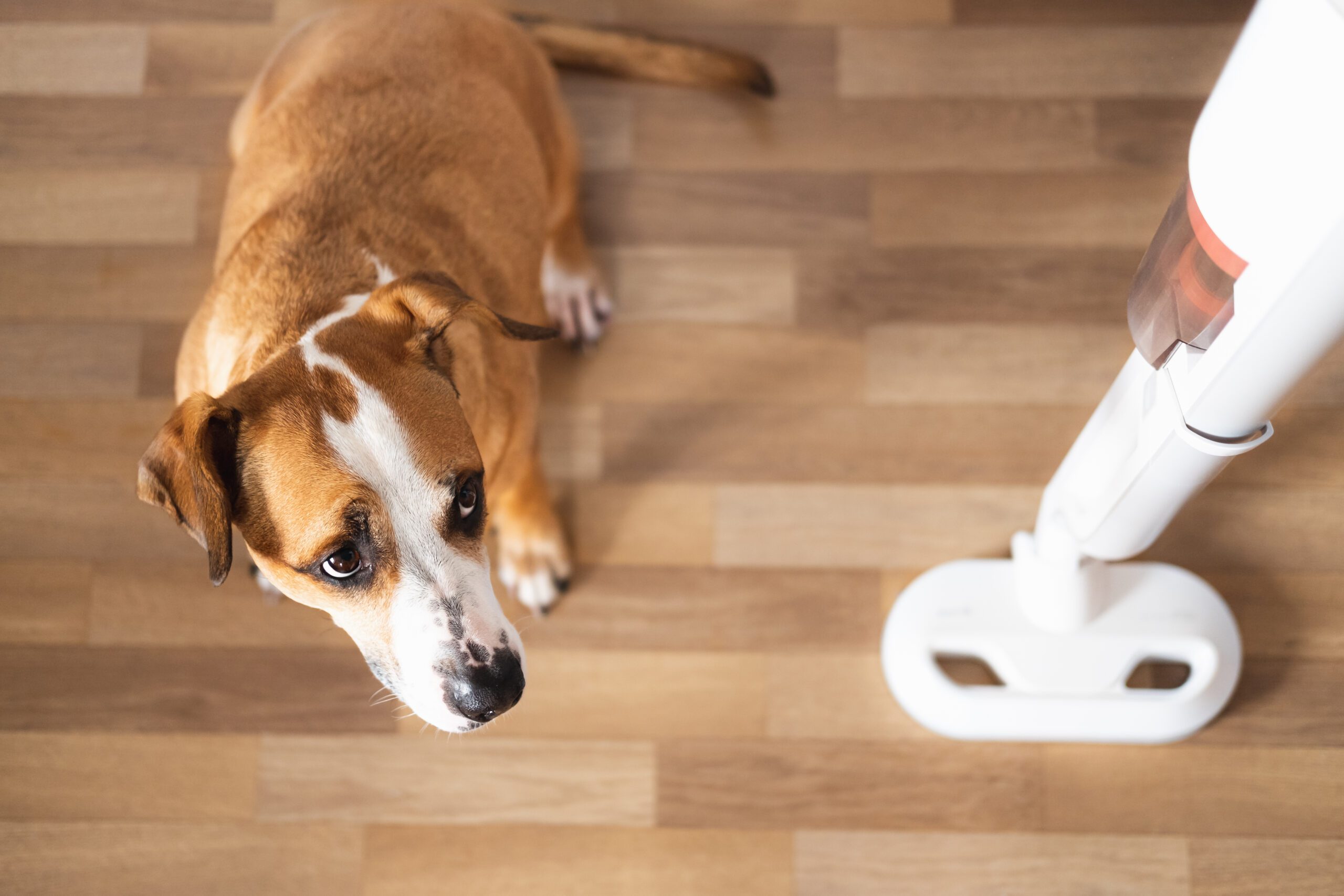 Dog looks at a vacuum cleaner. Pets with household objects, puppy is afraid of a loud vacuum cleaner
