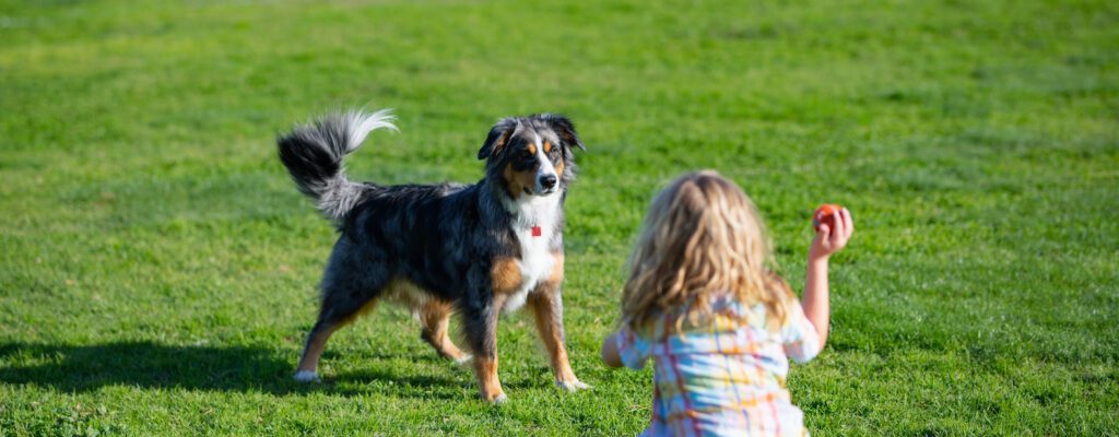Dog and kid playing with fetch