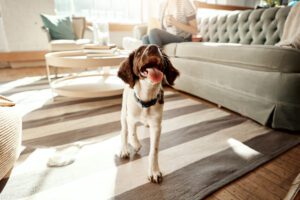 Dog, house pet and cute animal on a carpet in a living room, apartment or home with love and care. Playful, curious and happy Spaniel breed walking with tongue out in lounge to relax in room.