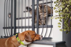 Cat and dog looking at each other through a baby gate