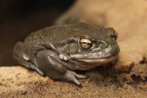 Colorado river toad (Incilius alvarius), also known as the Sonoran desert toad. Wild life animal.