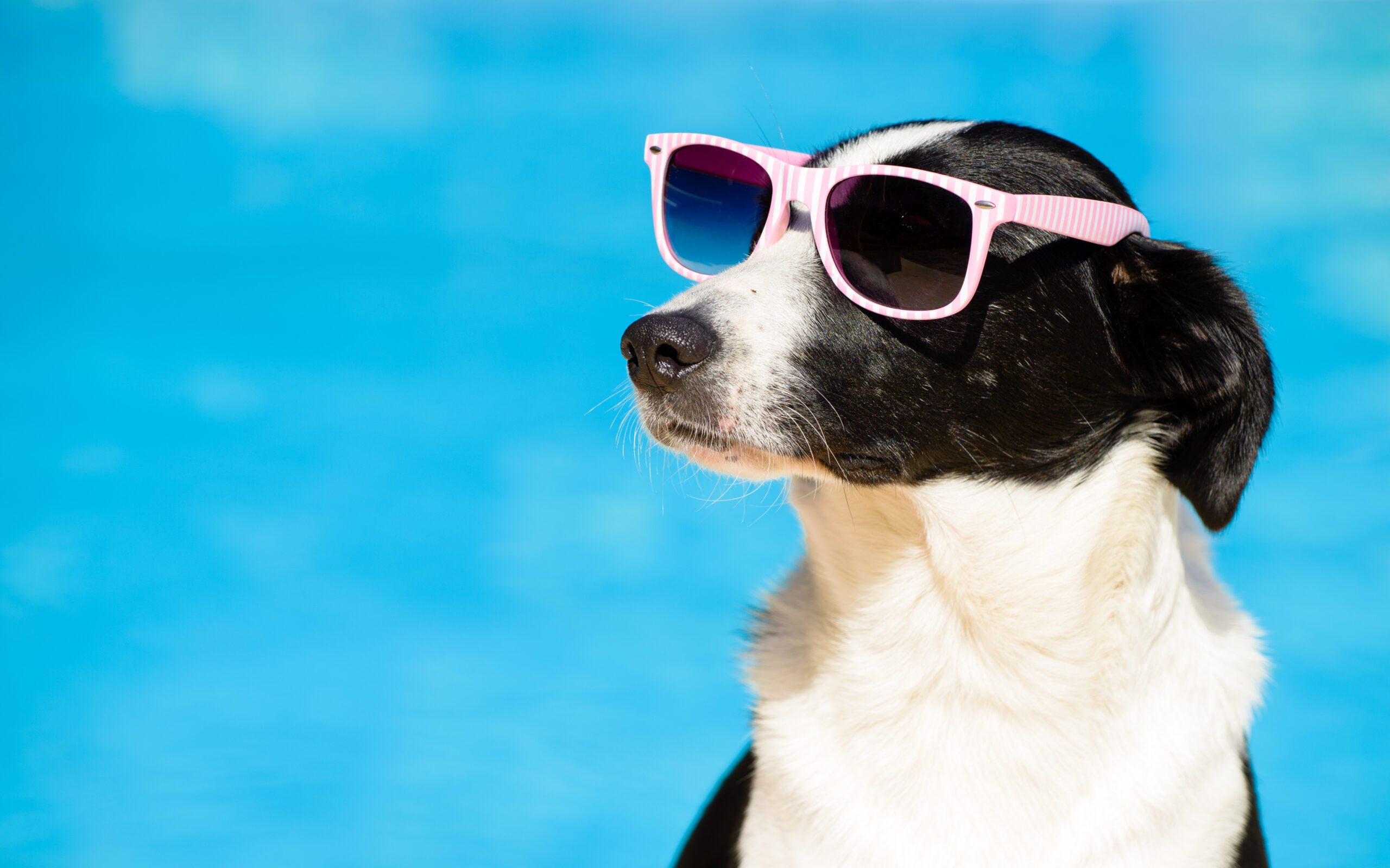 Funny female dog wearing sunglasses and sunbathing at swimming pool on summer. Summertime vacation concept.