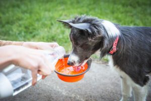 Young dog drinking water from bowl in park. Pouring water to the bowl for border collie puppy. Hydration