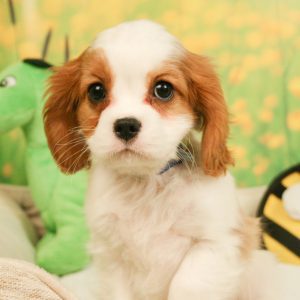 Cavalier King Charles Spaniel puppy sitting on blanket