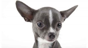 Cute picture of a Chihuahua puppy