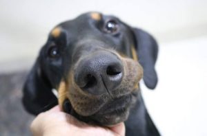 A Doberman Pinscher Dog