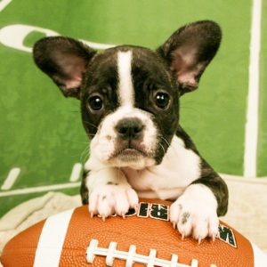 French Bulldog puppy sitting on a football