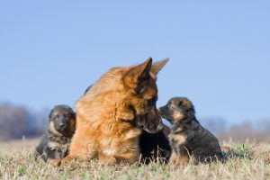 German Shepherd dog and two of her puppies