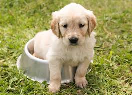 Cute little Golden Retriever puppy in a food bowl