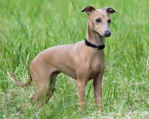 Italian Greyhound dog standing in grass