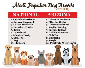 Most popular store dog breeds 2019