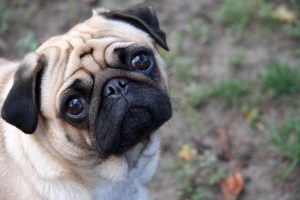 Pug puppy sitting in grass