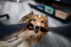 Adorable Sheltie Dog 