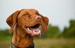 Vizsla dog in a grassy field